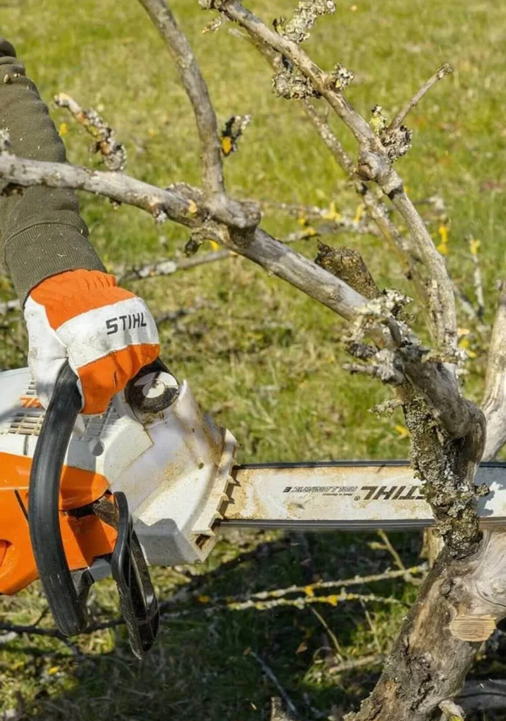 Alquiler de Motosierra ligera para podar