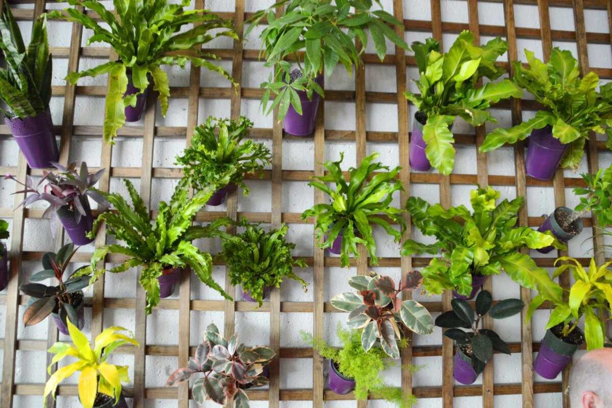 Alquiler de herramientas para jardín vertical