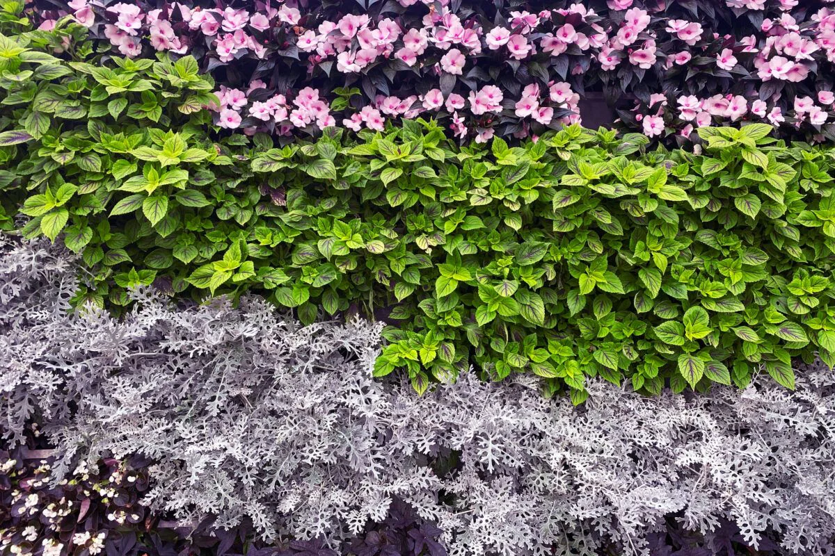 Alquiler de herramientas para jardín vertical