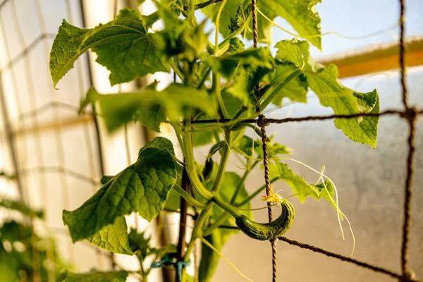 soporte planta trepadora