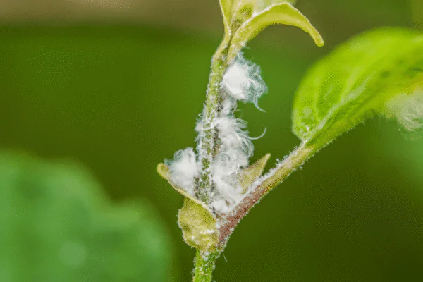 Close-up of a plant stem covered in white cottony fluff, suggesting a pest infestation (mealybugs or woolly aphids).