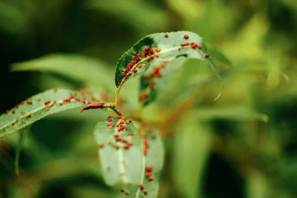 Close-up of a green leaf covered in small red rust spots, with a blurred natural background