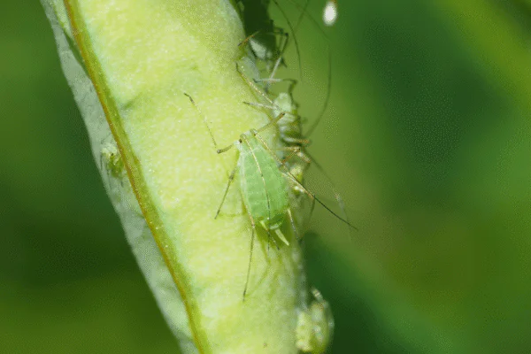 Close-up of a small green insect with long legs clinging to a pale-green plant stem, blurred background behind.