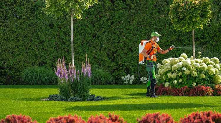Alquiler de herramientas para césped