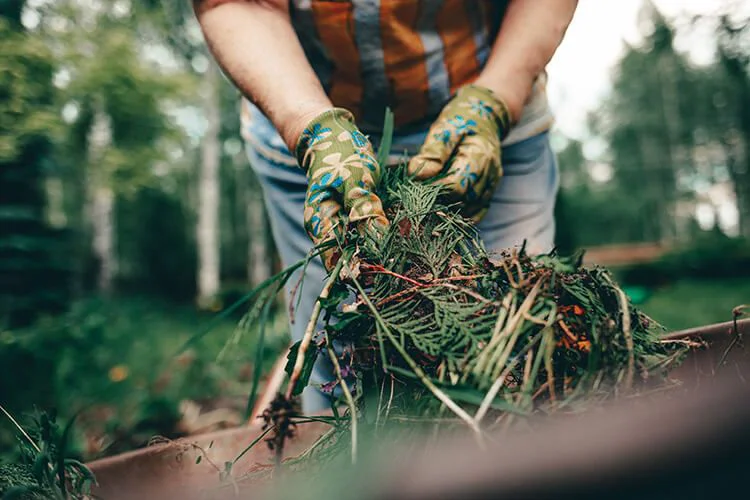 Prepara tu jardín para la primavera elimina residuos invernales